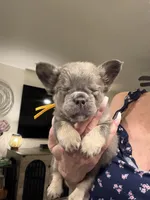Fluffy Yellow, a female French Bulldog for sale in Mesa, AZ – 2 of 5
