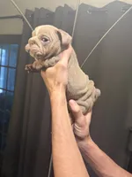 Girl 4, a female English Bulldog for sale in Mesa, AZ – 4 of 6