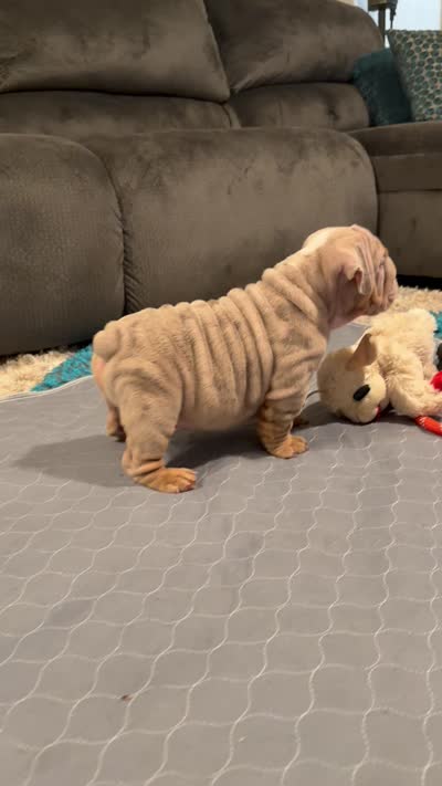 Lilac merle boy, a male English Bulldog for sale in Mesa, AZ – 4 of 5