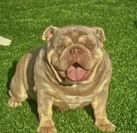 Girl 1, a female English Bulldog for sale in Mesa, AZ – 5 of 6