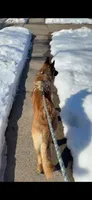 Max, a male German Shepherd Dog for sale in Elkhart, IN – 2 of 2