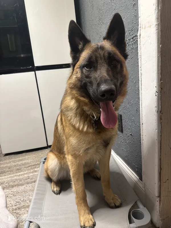 Max – German Shepherd Dog puppy for sale in Elkhart, IN