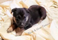 Silver, a female German Shepherd Dog for sale in Ware Shoals, SC – Photo 1 of 2