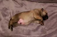 Rebel, a male German Shepherd Dog for sale in Ware Shoals, SC – Photo 2 of 4