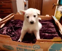 Sandy, a female German Shepherd Dog for sale in Ware Shoals, SC – Photo 1 of 6