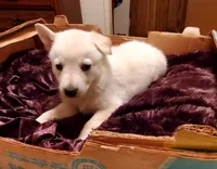 Sandy, a female German Shepherd Dog for sale in Ware Shoals, SC – Photo 2 of 6