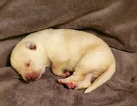 Sandy, a female German Shepherd Dog for sale in Ware Shoals, SC – Photo 5 of 6