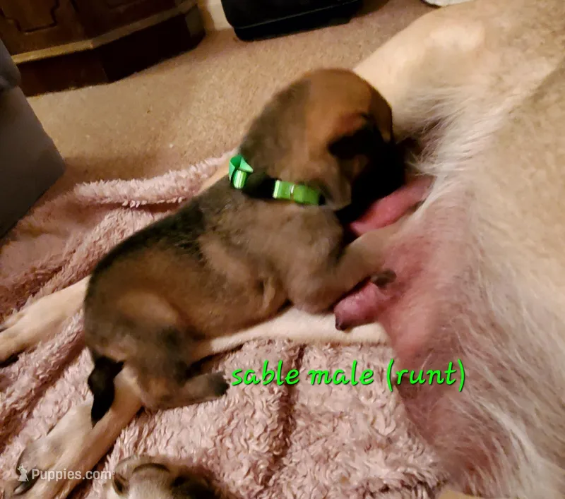 Mickey – German Shepherd Dog puppy for sale in Ware Shoals, SC