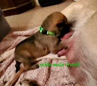 Mickey, a male German Shepherd Dog for sale in Ware Shoals, SC – Photo 1 of 3