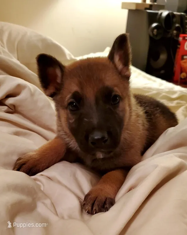 Mickey – German Shepherd Dog puppy for sale in Ware Shoals, SC