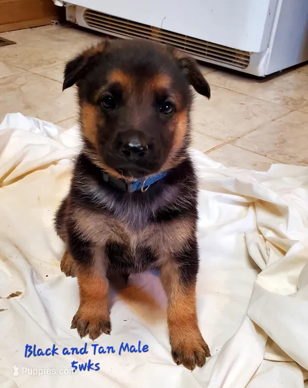 Duke, a male German Shepherd Dog for sale in Ware Shoals, SC – Photo 1 of 4
