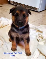 Duke, a male German Shepherd Dog for sale in Ware Shoals, SC – Photo 1 of 4