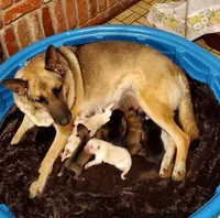Duke, a male German Shepherd Dog for sale in Ware Shoals, SC – Photo 3 of 3