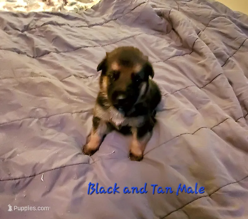 Duke – German Shepherd Dog puppy for sale in Ware Shoals, SC