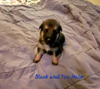 Duke, a male German Shepherd Dog for sale in Ware Shoals, SC – Photo 1 of 3