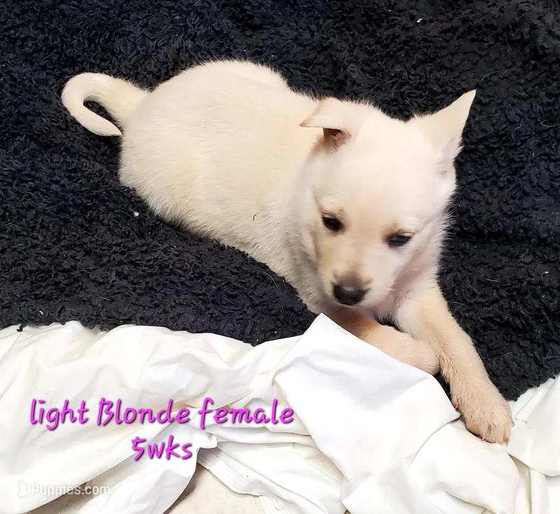 Creamy – German Shepherd Dog puppy for sale in Ware Shoals, SC