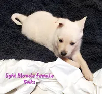 Creamy, a female German Shepherd Dog for sale in Ware Shoals, SC – Photo 1 of 5