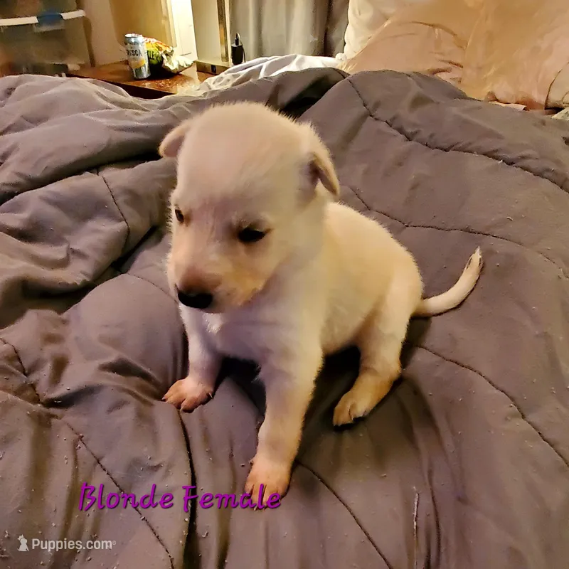 Creamy – German Shepherd Dog puppy for sale in Ware Shoals, SC