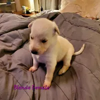 Creamy, a female German Shepherd Dog for sale in Ware Shoals, SC – Photo 2 of 5