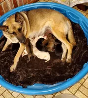 Creamy, a female German Shepherd Dog for sale in Ware Shoals, SC – Photo 3 of 5