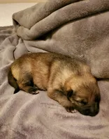 Honey, a female German Shepherd Dog for sale in Ware Shoals, SC – Photo 1 of 4