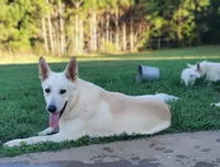 Honey, a female German Shepherd Dog for sale in Ware Shoals, SC – Photo 4 of 4