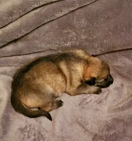 Honey, a female German Shepherd Dog for sale in Ware Shoals, SC – Photo 2 of 4