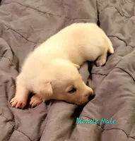 Snoopy, a male German Shepherd Dog for sale in Ware Shoals, SC – Photo 1 of 3