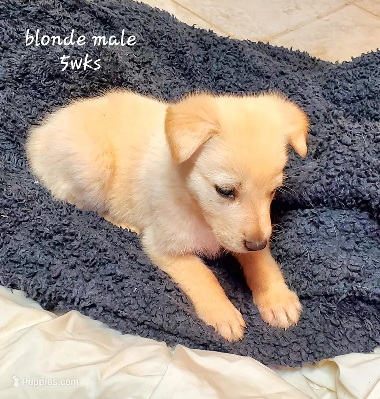 Snoopy – German Shepherd Dog puppy for sale in Ware Shoals, SC