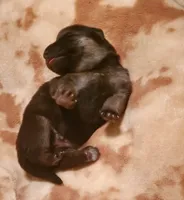 Duke, a male German Shepherd Dog for sale in Ware Shoals, SC – Photo 2 of 4