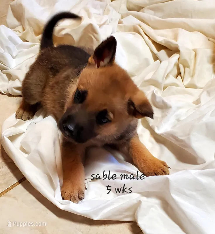 Sammy – German Shepherd Dog puppy for sale in Ware Shoals, SC