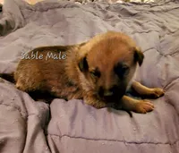 Sammy, a male German Shepherd Dog for sale in Ware Shoals, SC – Photo 1 of 3