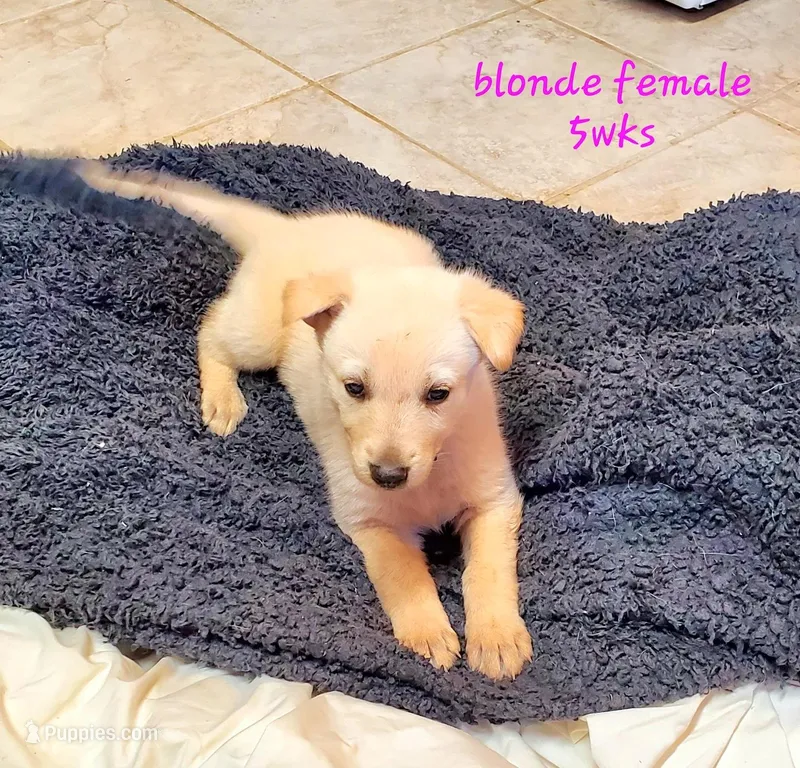 Blondie – German Shepherd Dog puppy for sale in Ware Shoals, SC