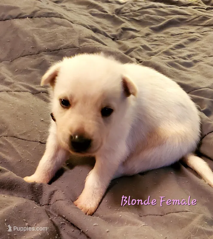 Blondie – German Shepherd Dog puppy for sale in Ware Shoals, SC