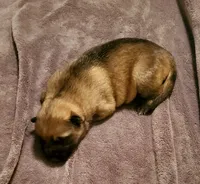 Sugar, a female German Shepherd Dog for sale in Ware Shoals, SC – Photo 2 of 4