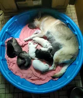 Sugar, a female German Shepherd Dog for sale in Ware Shoals, SC – Photo 4 of 4