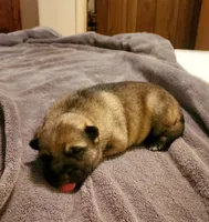 Sugar, a female German Shepherd Dog for sale in Ware Shoals, SC – Photo 1 of 4