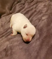 Snow, a female German Shepherd Dog for sale in Ware Shoals, SC – Photo 1 of 4