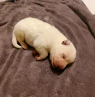 Snow, a female German Shepherd Dog for sale in Ware Shoals, SC – Photo 2 of 4