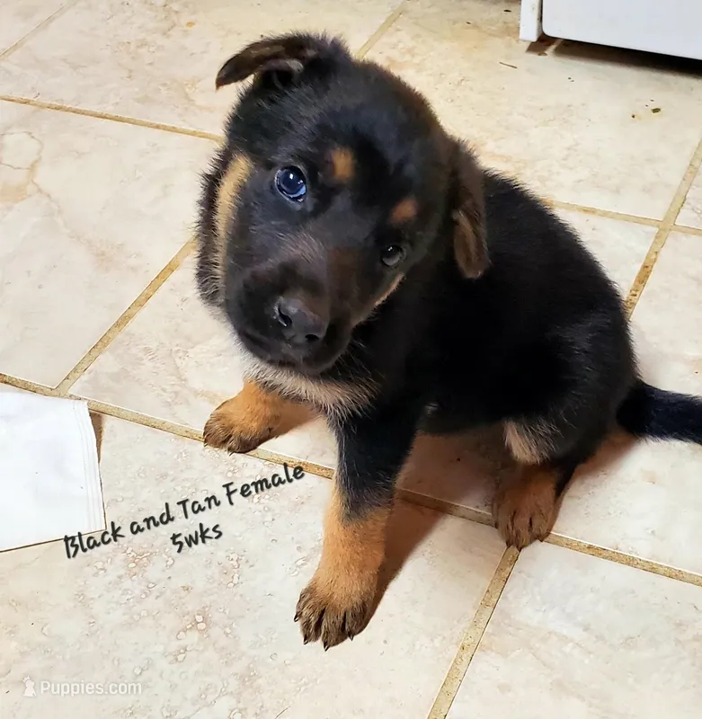 Sara, a female German Shepherd Dog for sale in Ware Shoals, SC – Photo 1 of 3