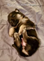 Silver, a female German Shepherd Dog for sale in Ware Shoals, SC – Photo 1 of 3