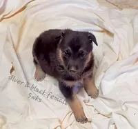 Silver, a female German Shepherd Dog for sale in Ware Shoals, SC – Photo 2 of 5