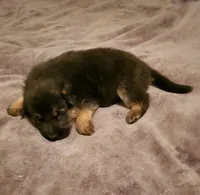 Bear, a male German Shepherd Dog for sale in Ware Shoals, SC – Photo 2 of 5