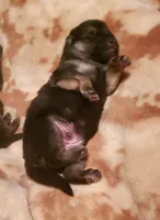 Bear, a male German Shepherd Dog for sale in Ware Shoals, SC – Photo 3 of 5