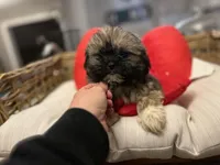 Shihtzu puppies , a female Shih Tzu for sale in Chicago, IL – Photo 3 of 4