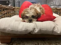 Full breed Shihtzu , a male Shih Tzu for sale in Chicago, IL – Photo 4 of 5