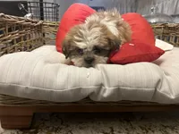 Full breed Shihtzu , a male Shih Tzu for sale in Chicago, IL – Photo 5 of 5