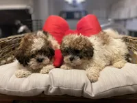 Full breed Shihtzu , a male Shih Tzu for sale in Chicago, IL – Photo 3 of 5
