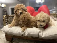 Teacup Toy Poodles, a female Poodle - Toy  for sale in Chicago, IL – Photo 2 of 3