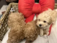 Teacup Toy Poodles, a female Poodle - Toy  for sale in Chicago, IL – Photo 1 of 3
